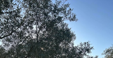 ΕΡΙΦΟΣ ΒΙΟΛΟΓΙΚΟ ΕΛΑΙΟΛΑΔΟ Φωτογραφία 2