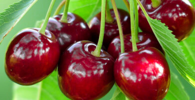 Cherries | LARIAN