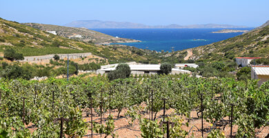 ΗΣΥΧΟΙ ΑΜΠΕΛΩΝΕΣ Φωτογραφία 3