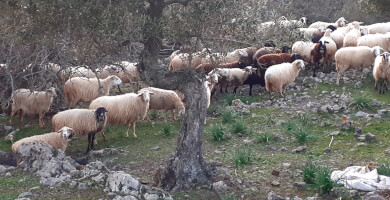 ΟΡΓΑΝΩΣΗ ΠΑΡΑΓΩΓΩΝ ΑΙΓΟΠΡΟΒΕΙΟΥ ΓΑΛΑΚΤΟΣ ΤΟΥ Α.Γ.ΣΥΝ ΝΑΠΗΣ Φωτογραφία 1