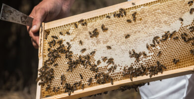 ALABASINIS FAMILY Φωτογραφία 5