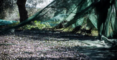 GO.SLOW. Βιολογικό Premium Φωτογραφία 