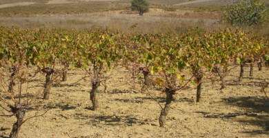 Λημνιό 100% Φωτογραφία 