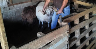 ΟΡΓΑΝΩΣΗ ΠΑΡΑΓΩΓΩΝ ΑΙΓΟΠΡΟΒΕΙΟΥ ΓΑΛΑΚΤΟΣ ΤΟΥ ΑΓΡ.ΚΤΗΝΟΤΡΟΦ. ΣΥΝ. ΣΚΑΛΟΧΩΡΙΟΥ Φωτογραφία 2