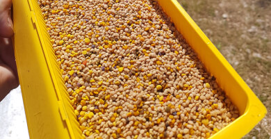 ΒΙΟΛΟΓΙΚΗ ΠΟΛΥΑΝΘΙΚΗ ΓΥΡΗ