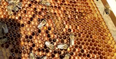 ΦΙΛΙΟΥΣΗΣ ΝΙΚΟΛΑΟΣ Φωτογραφία 2