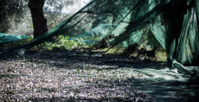 GO SLOW Extra Virgin Olive Oil Φωτογραφία 2