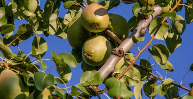 A.S. FROUTON- LACHANIKON- OPOROKIPEYTIKON VELINAS KORINTHIAS "AGIA PARASKEVI" Photo 3