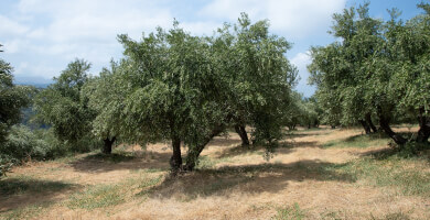 Elidia extra virgin olive oil tin canister series Φωτογραφία 