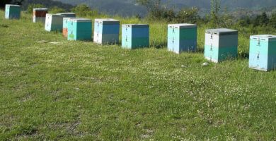 BEE CHOICE Φωτογραφία 3