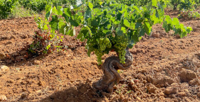 ΟΙΝΟΠΟΙΕΙΟ ΦΛΕΒΑΡΗΣ Φωτογραφία 4
