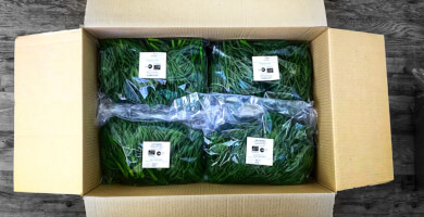 Κρίταμο Νωπό (φρέσκο) Φωτογραφία 