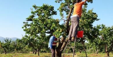 THIRSTY FRUITS Photo 3