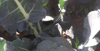 BROCOLLI