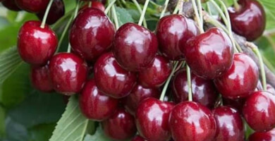 Cherries | GERMERSDORFER