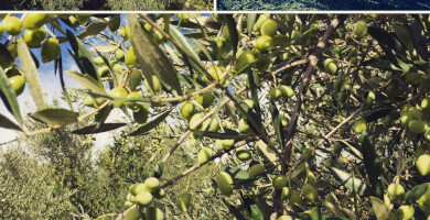 BELIÁ PREMIUM OLIVE OIL Photo 4