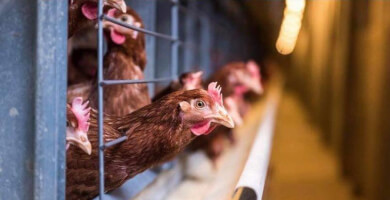 DANOPOULOS FARM Φωτογραφία 2