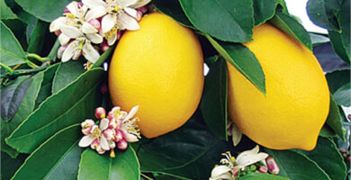 LEMONADE OF ANDROS , bottle 1.5 lt pet. Photo 