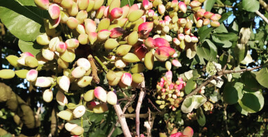 NUCHIO| Pistachio Nuts Photo 6