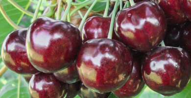 Cherries | REGINA