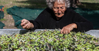 EFKRATO - Premium Βιολογικό Πρώιμης Συγκομιδής Εξαιρετικό Παρθένο Ελαιόλαδο με τον Ισχυρισμό Υγείας ΠΑΡΘΕΝΟ ΕΛΑΙΟΛΑΔΟ Φωτογραφία 2