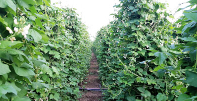 Giant Beans of Feneos Photo 