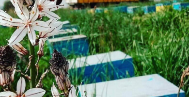 Η ΑΓΡΙΑ ΜΕΛΙΣΣΑ - Μελισσοκομικά Προϊόντα Φωτογραφία 3