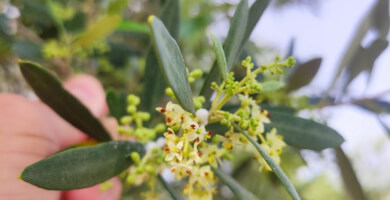 Private label extra virgin olive oil Φωτογραφία 