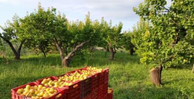 THIRSTY FRUITS Photo 1