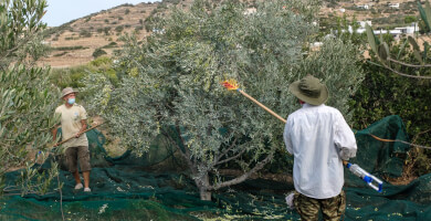 ΚΑΜΑΡΑΝΘΟ ΙΚΕ Φωτογραφία 4