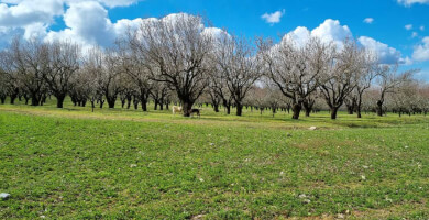 MELITOS FARM Photo 2