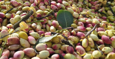 NUCHIO| Pistachio Nuts Photo 5