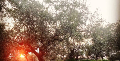 GO.SLOW. Βιολογικό Premium Φωτογραφία 