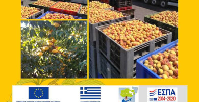 ΕΝΩΣΗ ΠΑΡΑΓΩΓΩΝ ΒΕΓΟΡΑΣ Photo 2