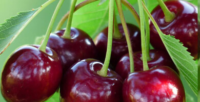 Cherries | VERONA