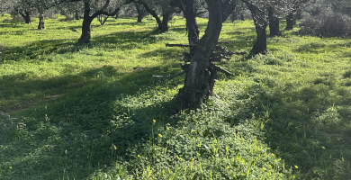 ΕΡΙΦΟΣ ΒΙΟΛΟΓΙΚΟ ΕΛΑΙΟΛΑΔΟ Φωτογραφία 1