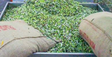 Εξαιρετικό Παρθένο Ελαιόλαδο "Κλειώ", Κουτσουρελιάς - Πατρινής, 750ml Φωτογραφία 