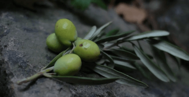 Olives