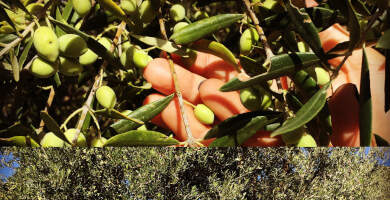 BELIÁ PREMIUM OLIVE OIL Photo 5