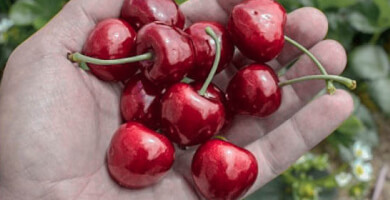 Cherries | SAMPA