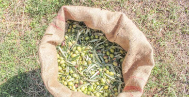 Εξαιρετικό Παρθένο Ελαιόλαδο "Κλειώ", Κουτσουρελιάς - Πατρινής, 500ml Φωτογραφία 