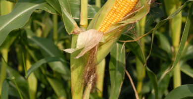 ΟΜΑΔΑ ΠΑΡΑΓΩΓΩΝ ΔΗΜΗΤΡΙΑΚΩΝ ΘΕΣγη Φωτογραφία 4