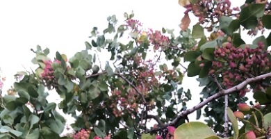 π Stachio Petros Petouris Photo 