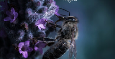 Wild Lavender honey Photo 