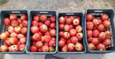 ΚΑΜΑΡΑΝΘΟ ΙΚΕ Φωτογραφία 3