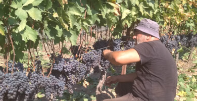 NATSIOS ATHANASIOS DISTILLERY Photo 1