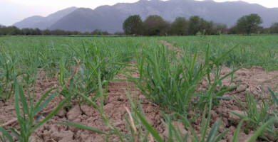 Fava of Feneos PGI) Photo 