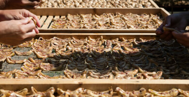 KUMILIO KIMI FIG PRODUCTS Photo 4